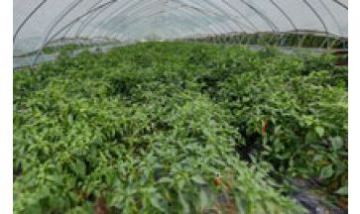 樂(lè)購(gòu)家庭農(nóng)場(chǎng)全景圖