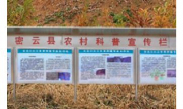 北京古北口大江冬棗種植專(zhuān)業(yè)合作...